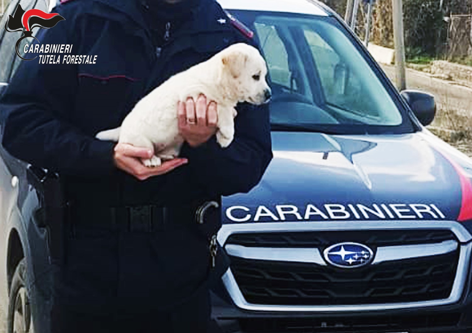 carabinieri-forestali-salvano-cucciolo-di-pastore-maremmano-abbandonato-a-lacedonia.
