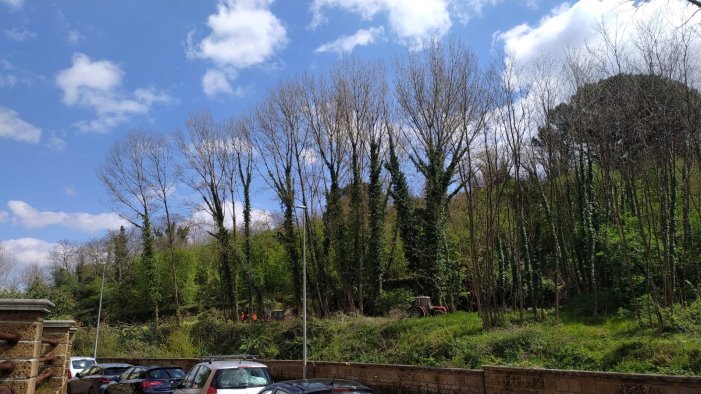 ancora-alberi-tagliati-al-parco-fenestrelle,-la-protesta-di-legambiente.